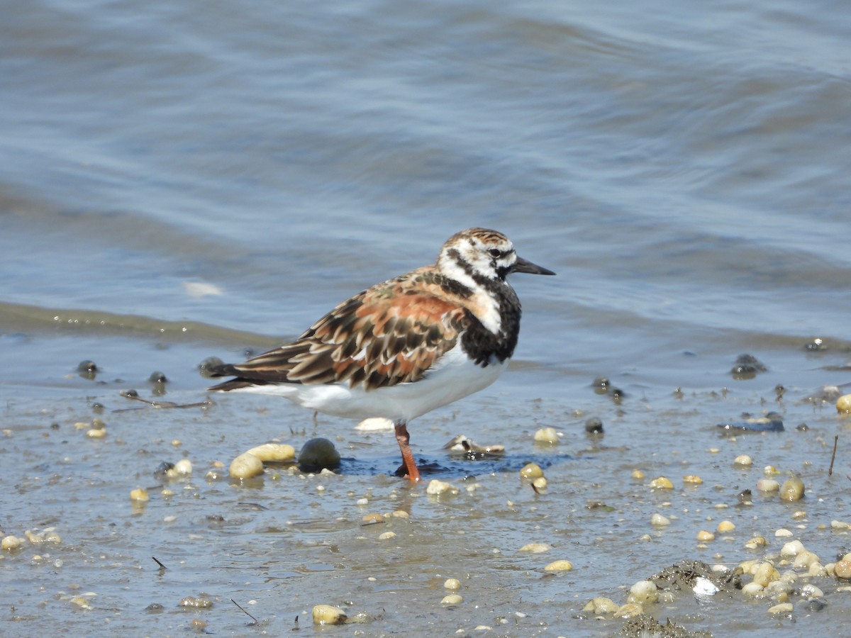 Ruddy Turnstone - Beverly Robertson