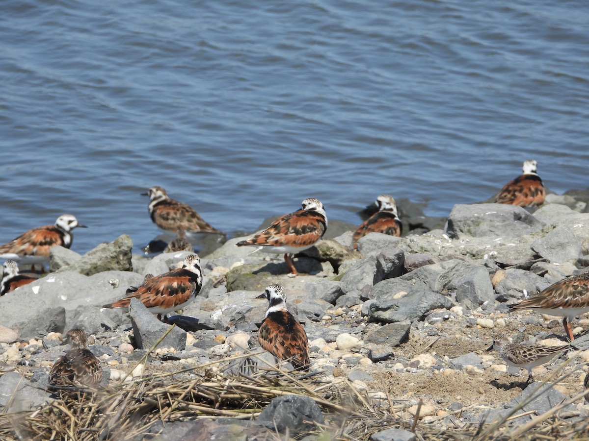 Ruddy Turnstone - Beverly Robertson