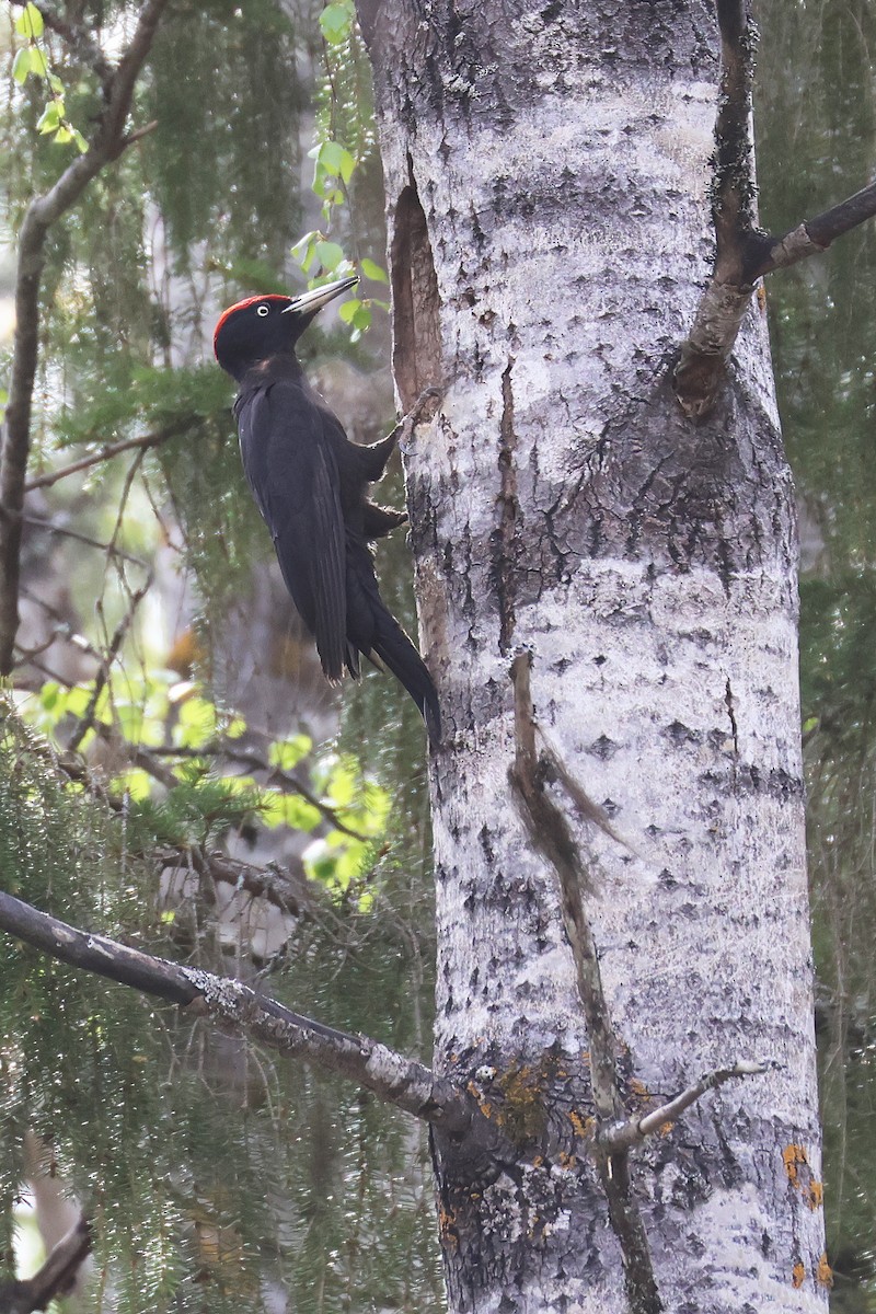 Black Woodpecker - ML619668223