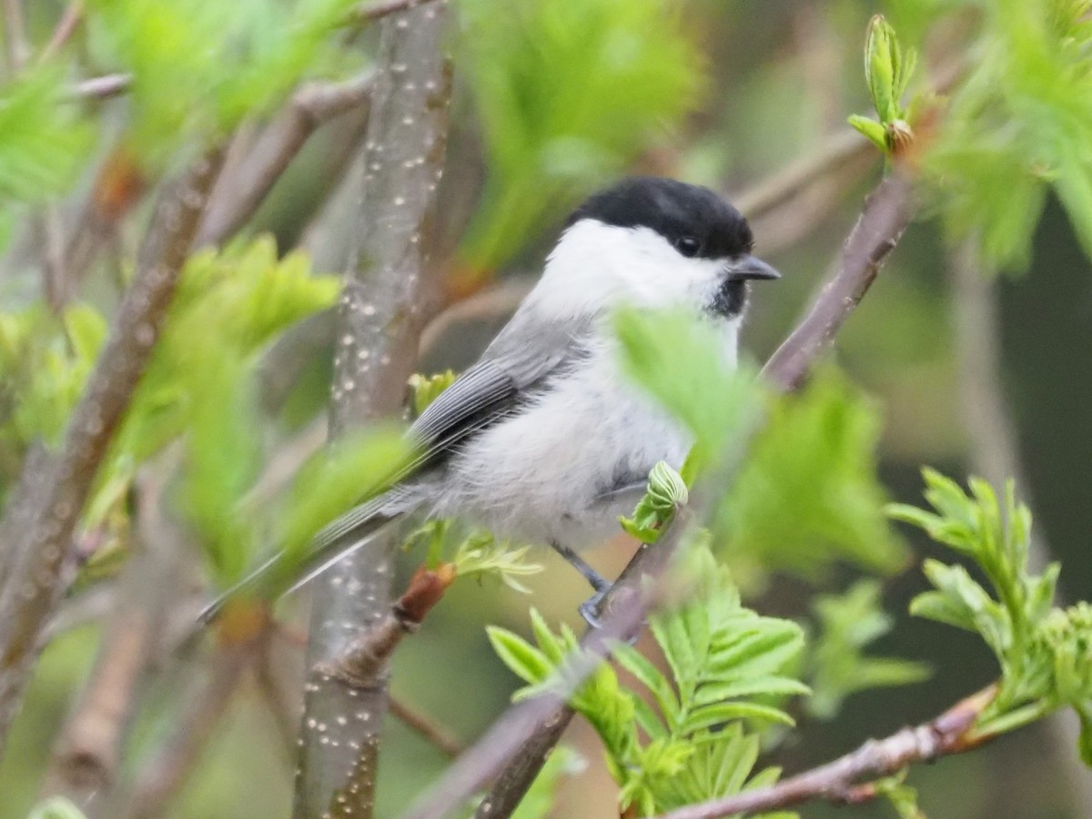 Willow Tit - Richard Kaskan