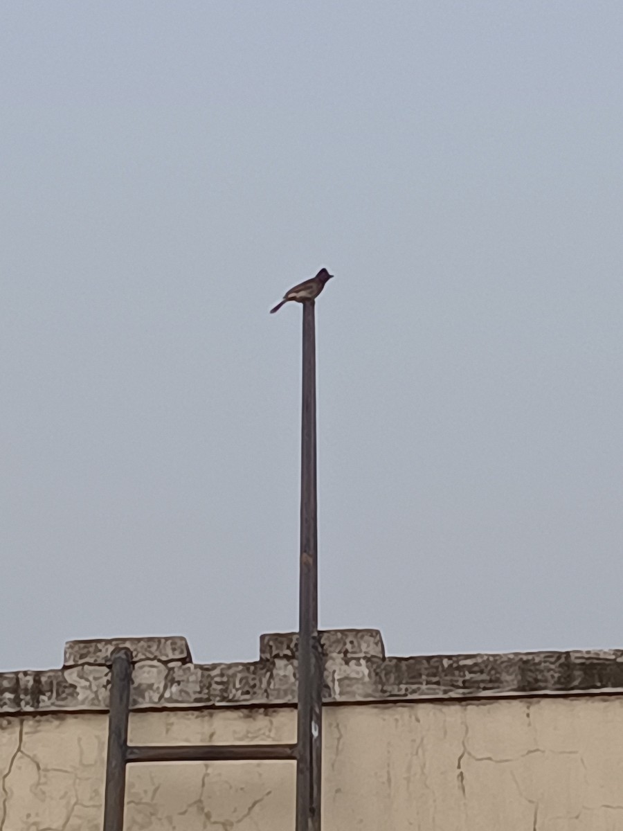 Red-vented Bulbul - Raghav V