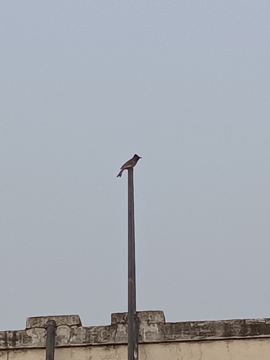 Red-vented Bulbul - Raghav V