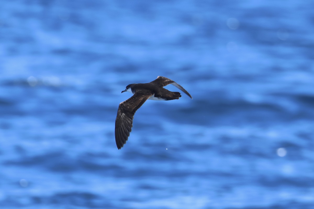 Audubon's Shearwater - E R