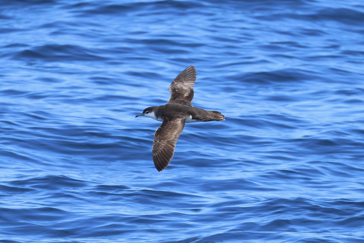 Audubon's Shearwater - E R