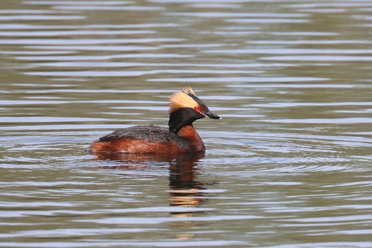 Horned Grebe - Fabrice Schmitt