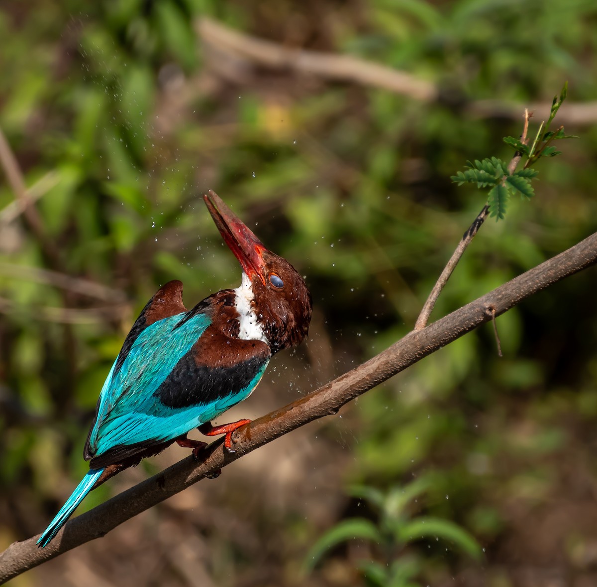 White-throated Kingfisher - Sachin Kumar Bhagat