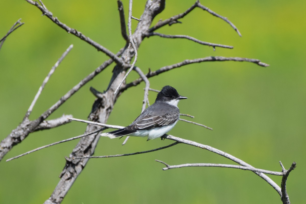 Eastern Kingbird - Pete Fehr