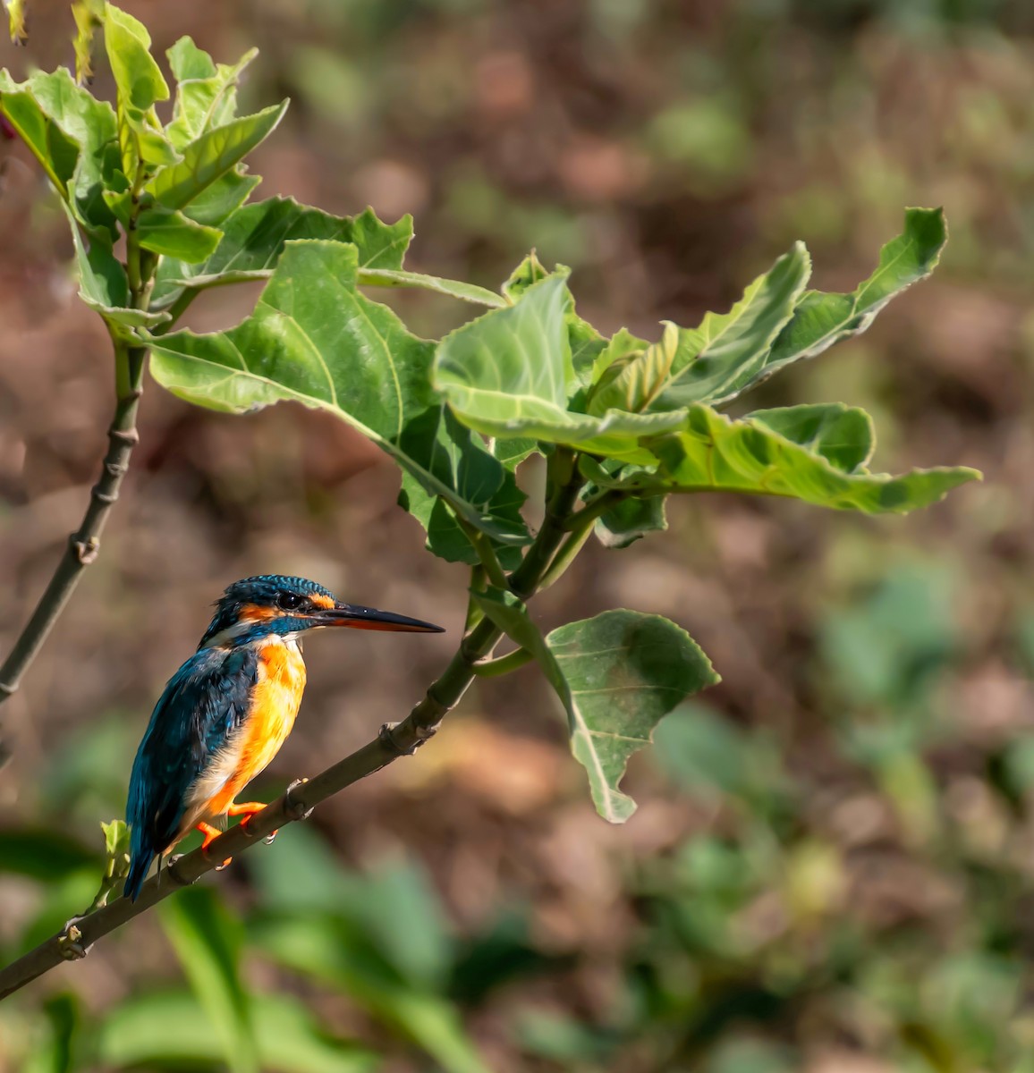 Common Kingfisher - Sachin Kumar Bhagat