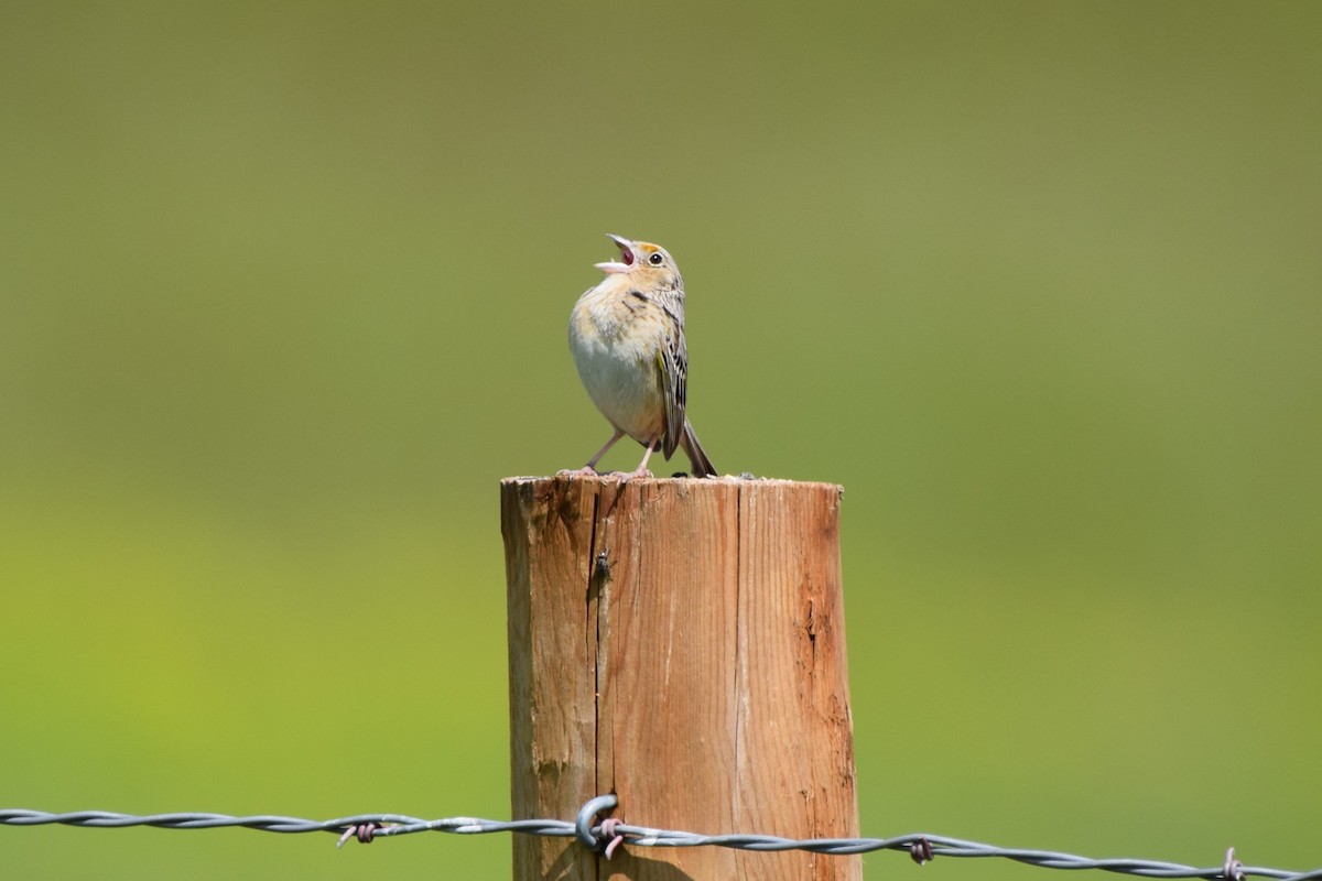 Grasshopper Sparrow - Pete Fehr