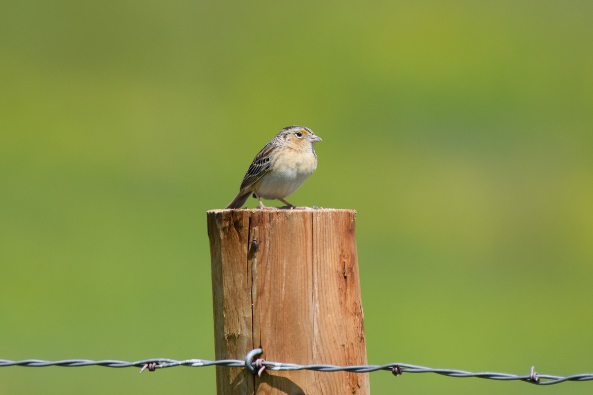 Grasshopper Sparrow - Pete Fehr