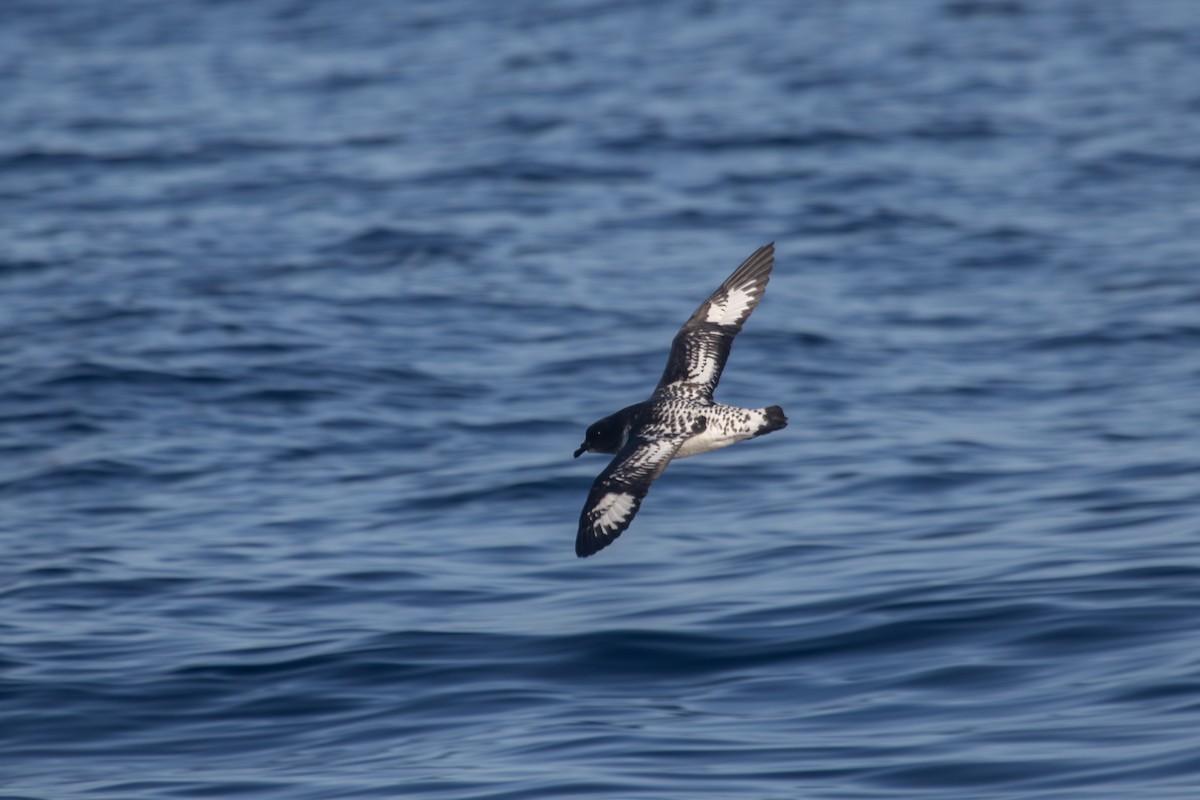 Cape Petrel (Antarctic) - Ramit Singal