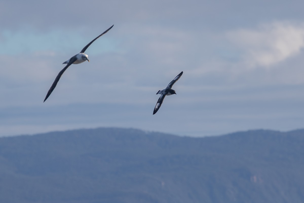 Cape Petrel (Antarctic) - ML619668287