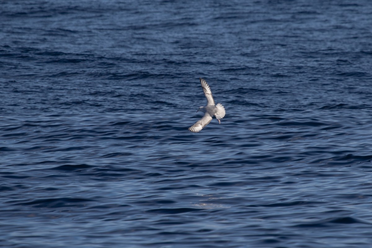 Southern Fulmar - Ramit Singal