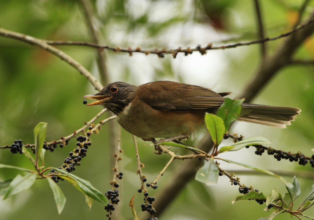 White-necked Thrush - Luiz Anjos