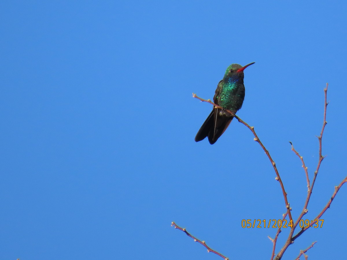 Broad-billed Hummingbird - Andy Harrison