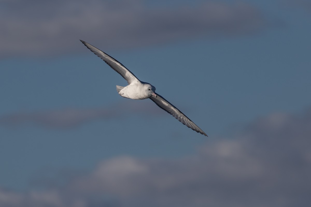 Southern Fulmar - Ramit Singal