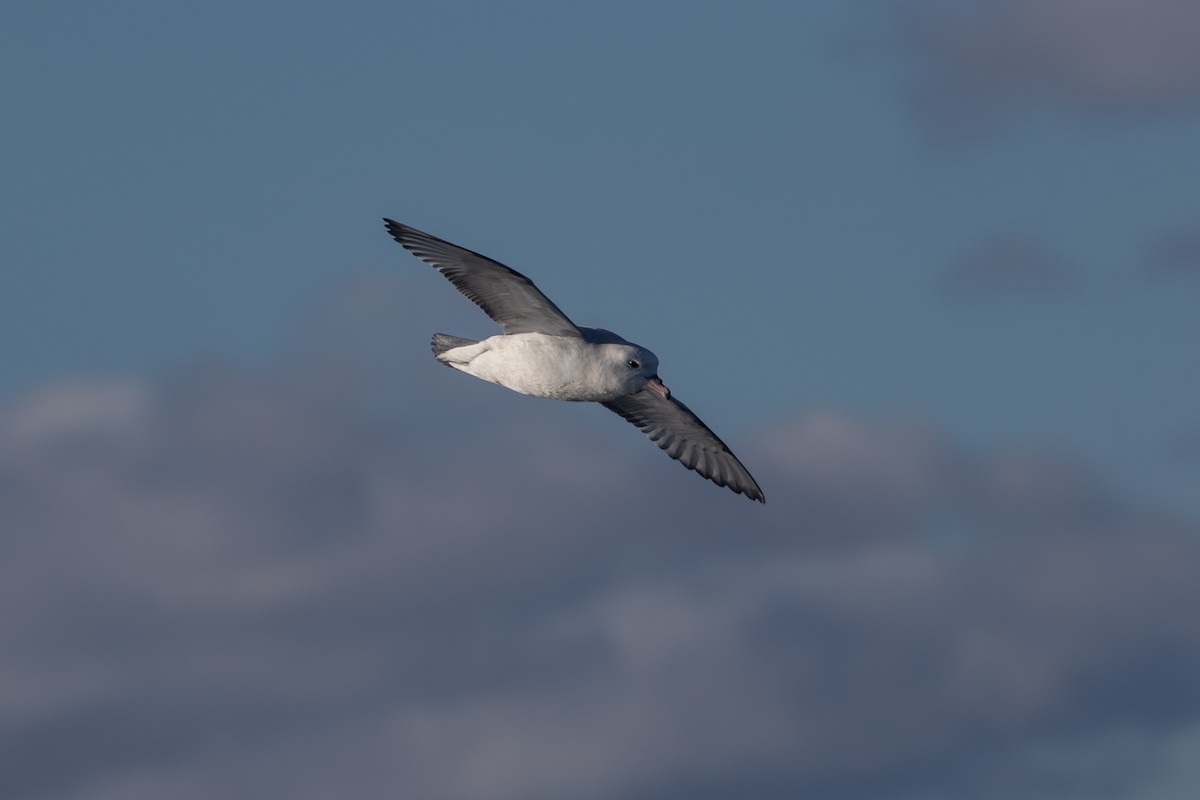 Southern Fulmar - Ramit Singal