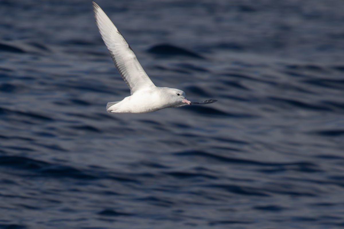 Southern Fulmar - Ramit Singal