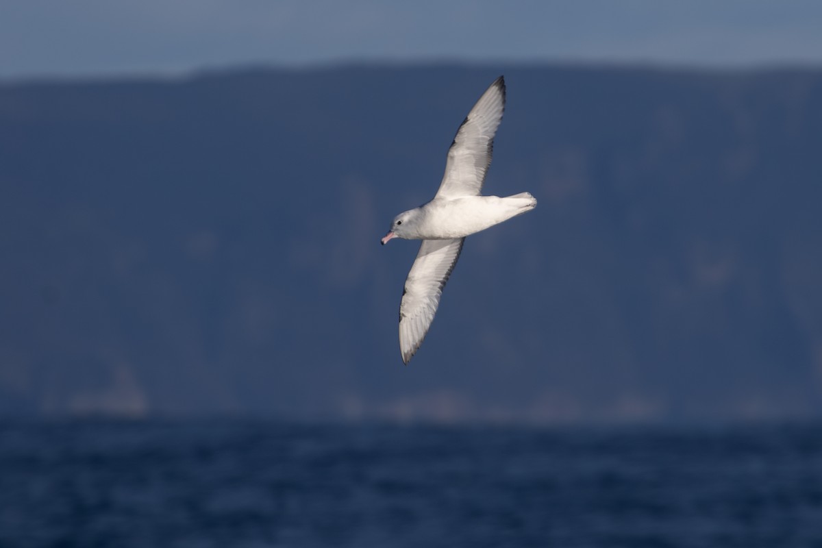 Southern Fulmar - Ramit Singal