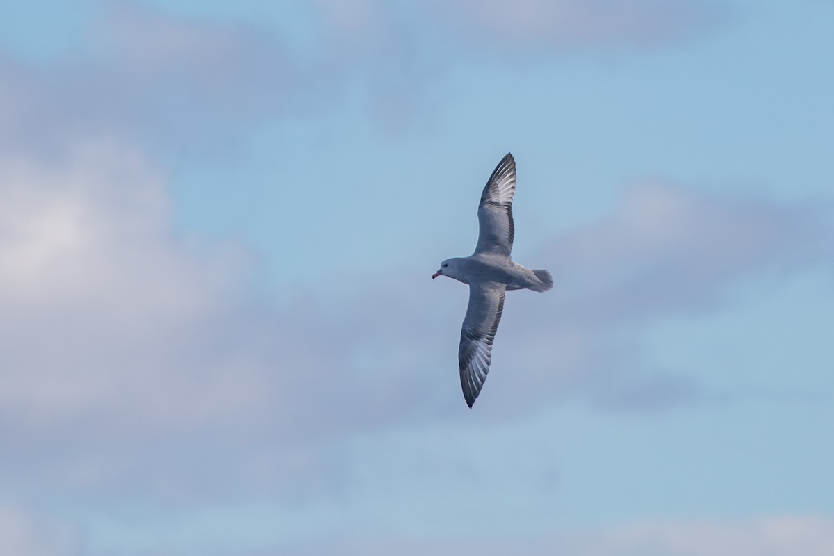 Southern Fulmar - Ramit Singal