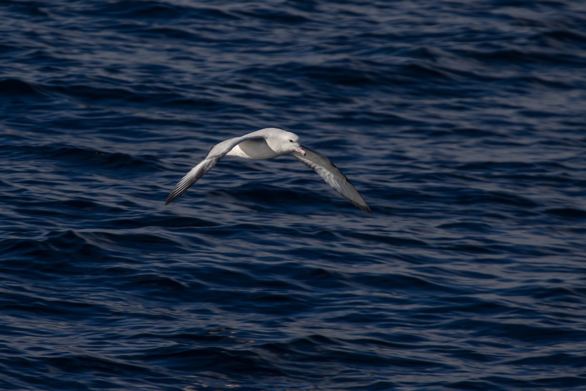 Southern Fulmar - Ramit Singal