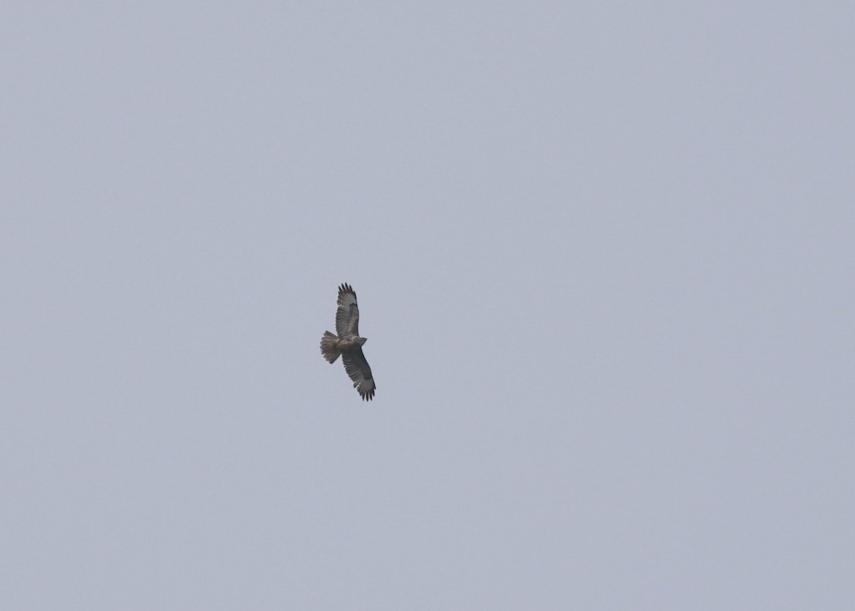 Common Buzzard - Will Scott