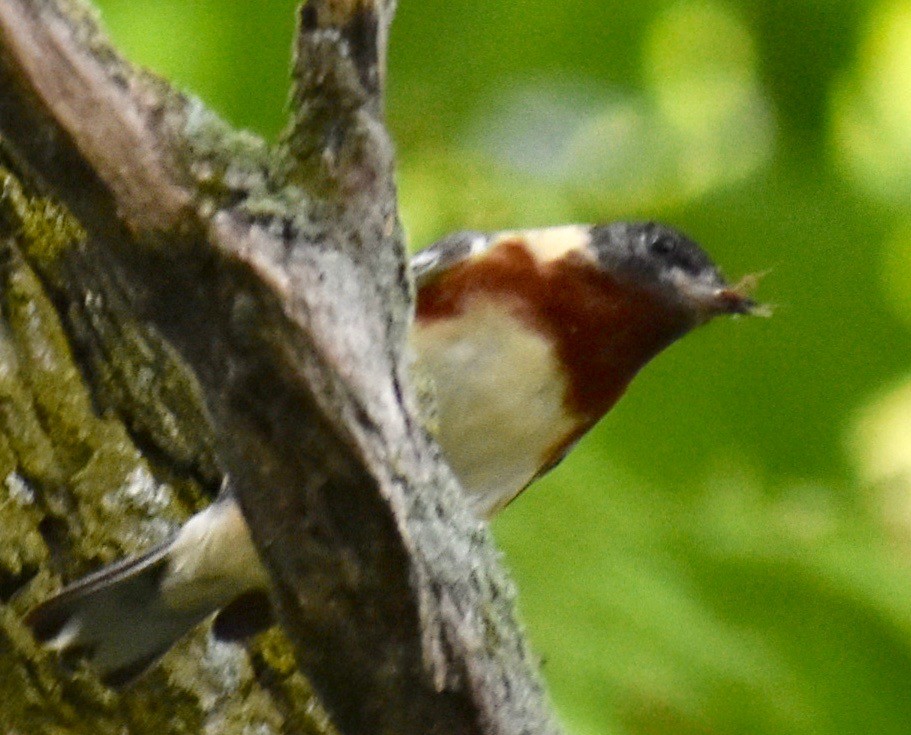 Bay-breasted Warbler - ML619668368