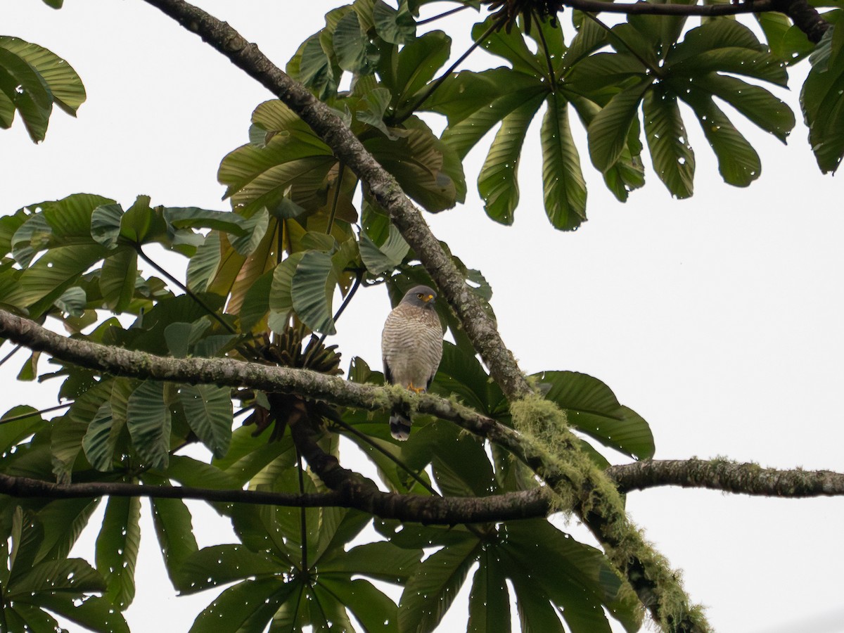 Roadside Hawk - Tony Doty