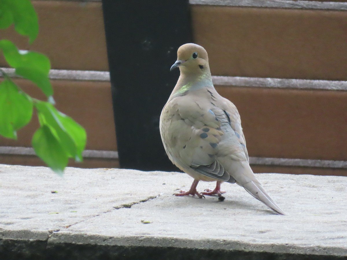 Mourning Dove - Serge Benoit