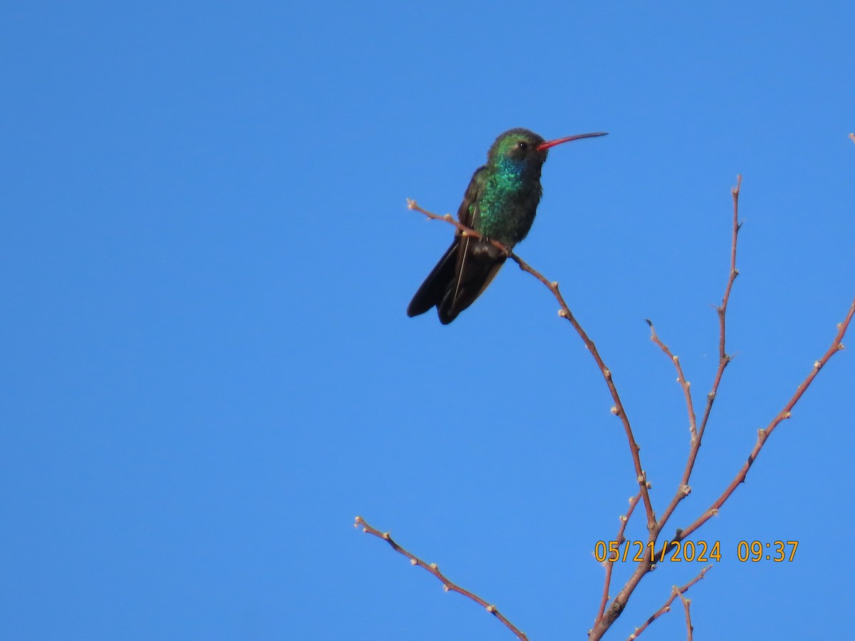 Broad-billed Hummingbird - Andy Harrison