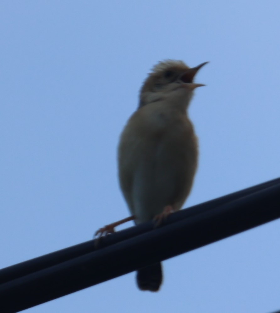 Golden-headed Cisticola - ML619668382