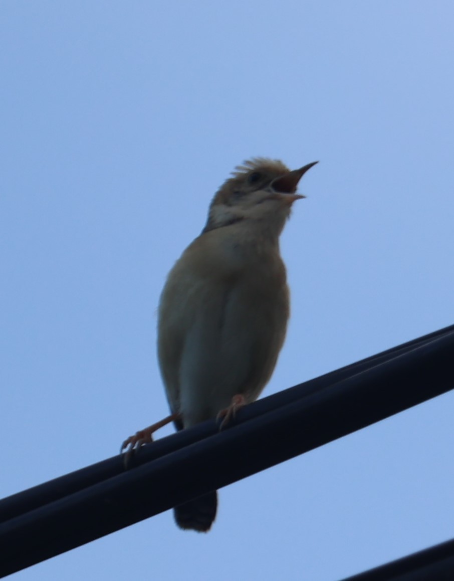 Golden-headed Cisticola - Chengheng Hu