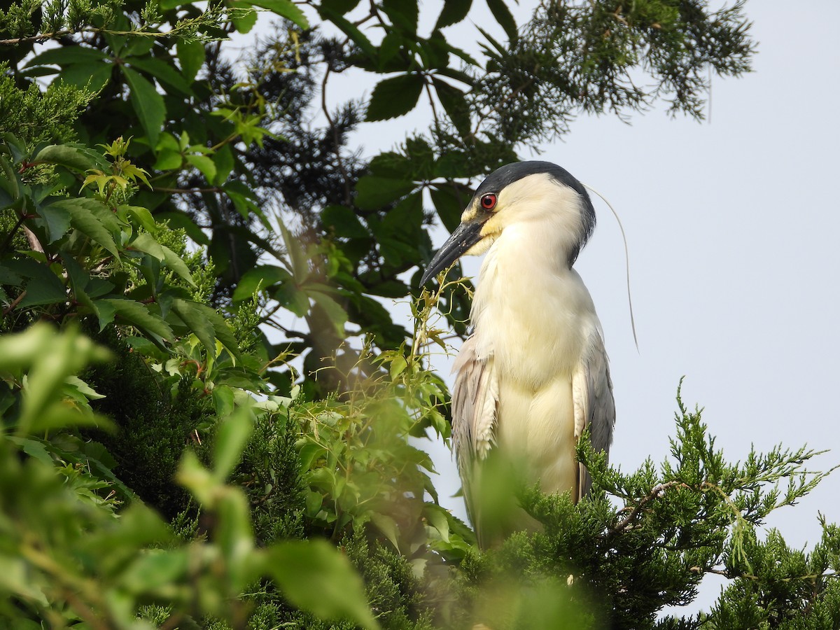 Black-crowned Night Heron - Beverly Robertson