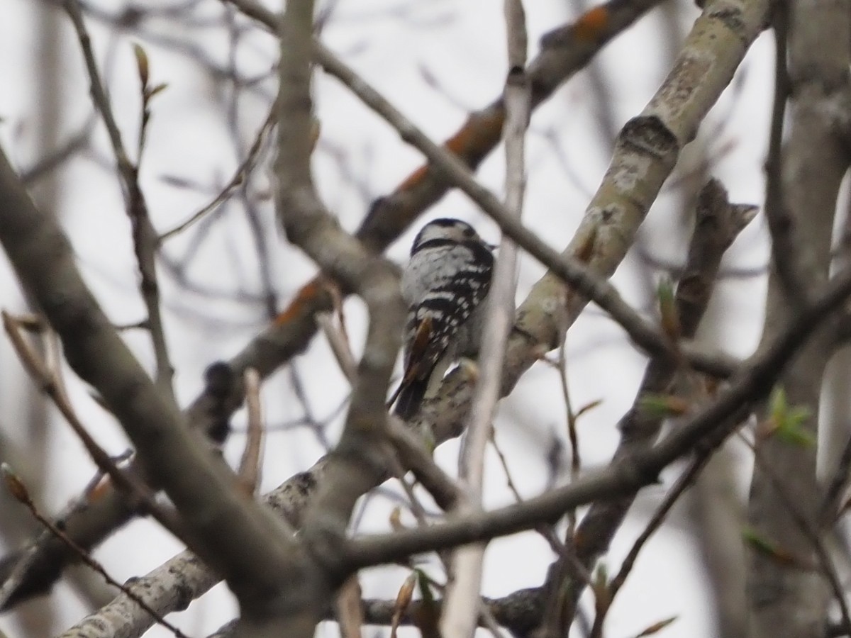 Lesser Spotted Woodpecker - Richard Kaskan