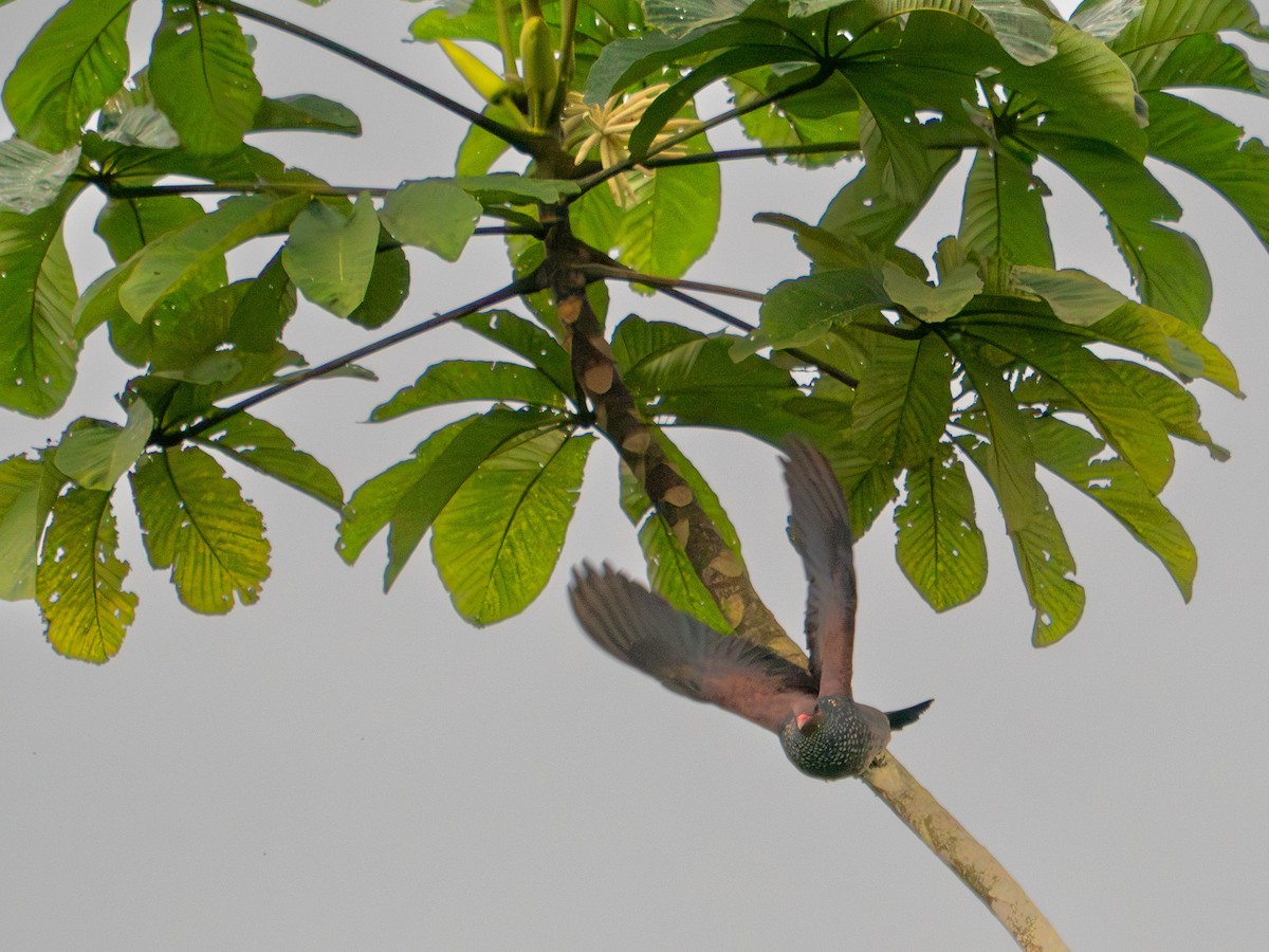 Scaled Pigeon - Tony Doty