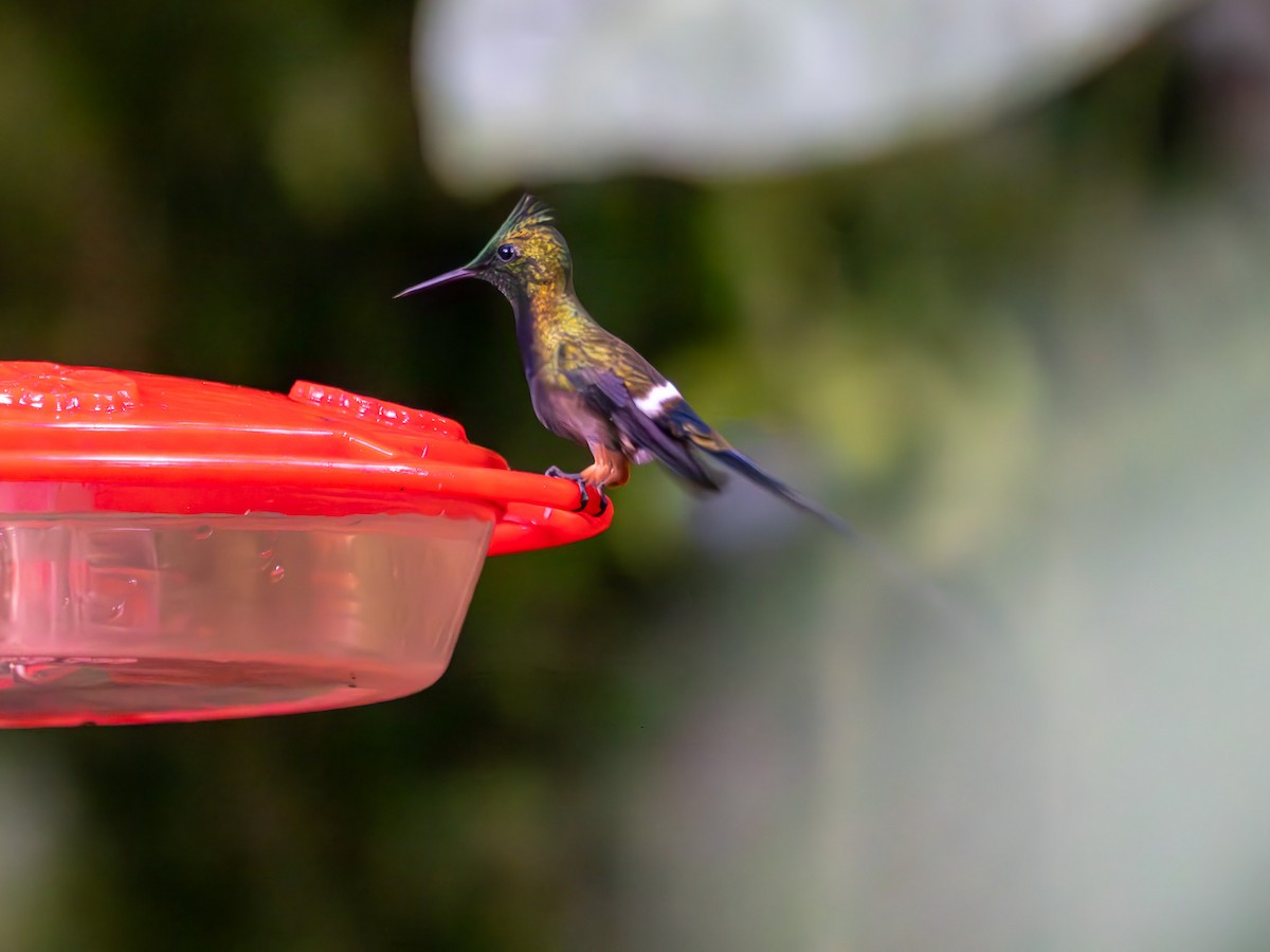 kolibřík ostrochocholatý - ML619668393