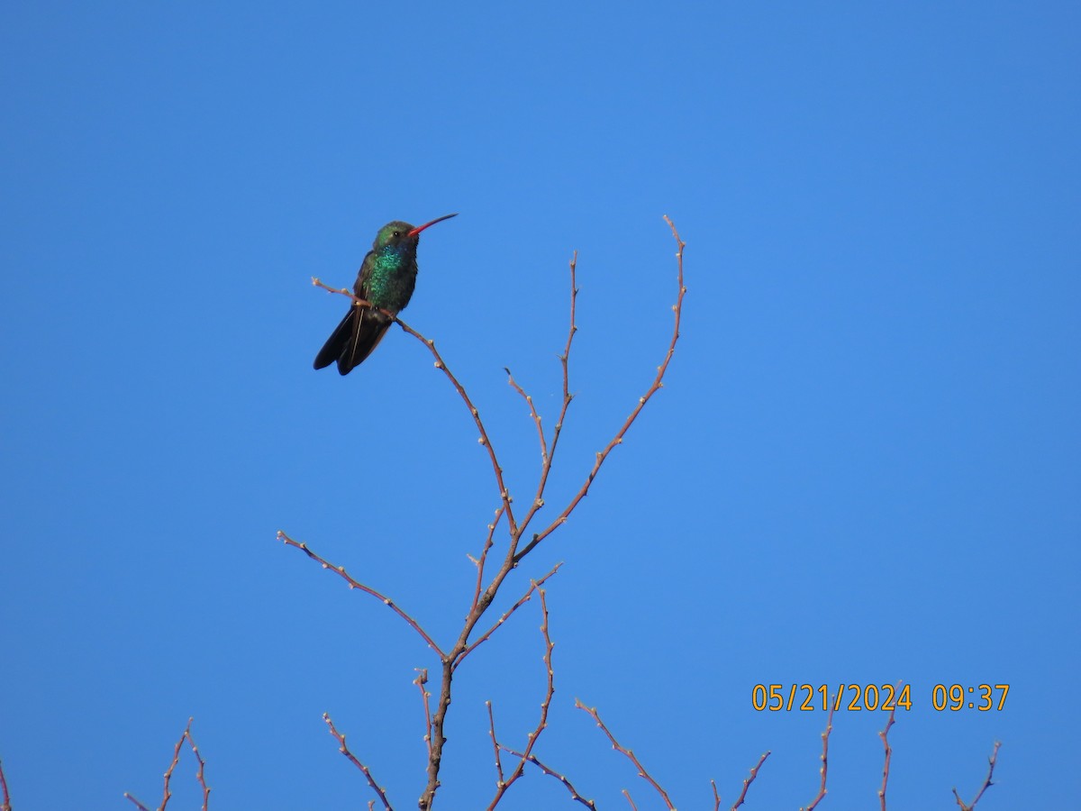kolibřík širokozobý - ML619668399