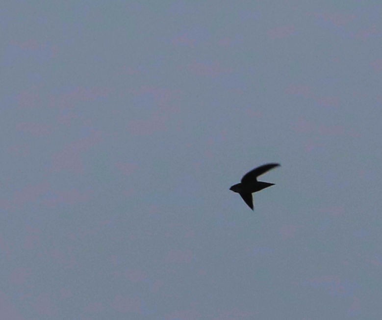 Chimney Swift - ML619668402