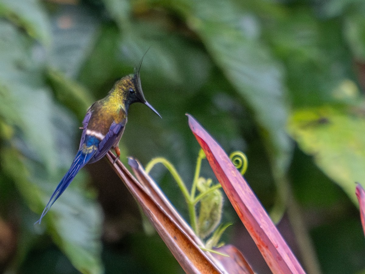 Wire-crested Thorntail - Tony Doty