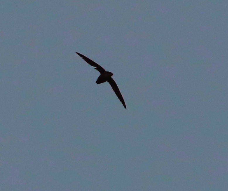 Chimney Swift - DICK GRUBB