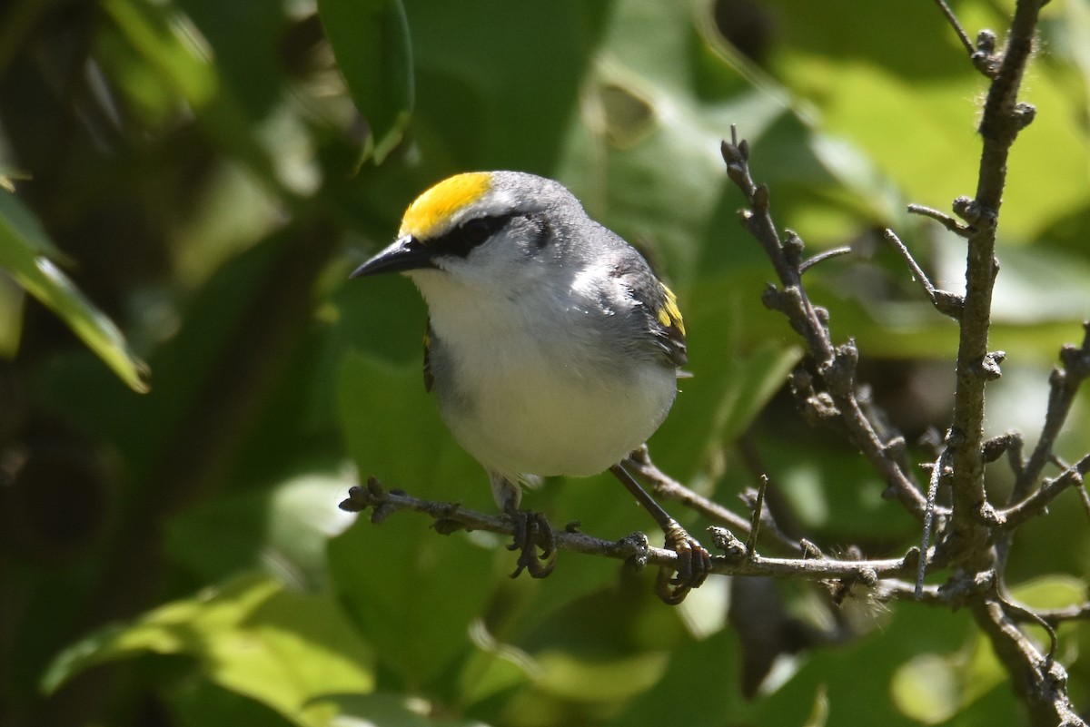 Brewster's Warbler (hybrid) - Michael Schall