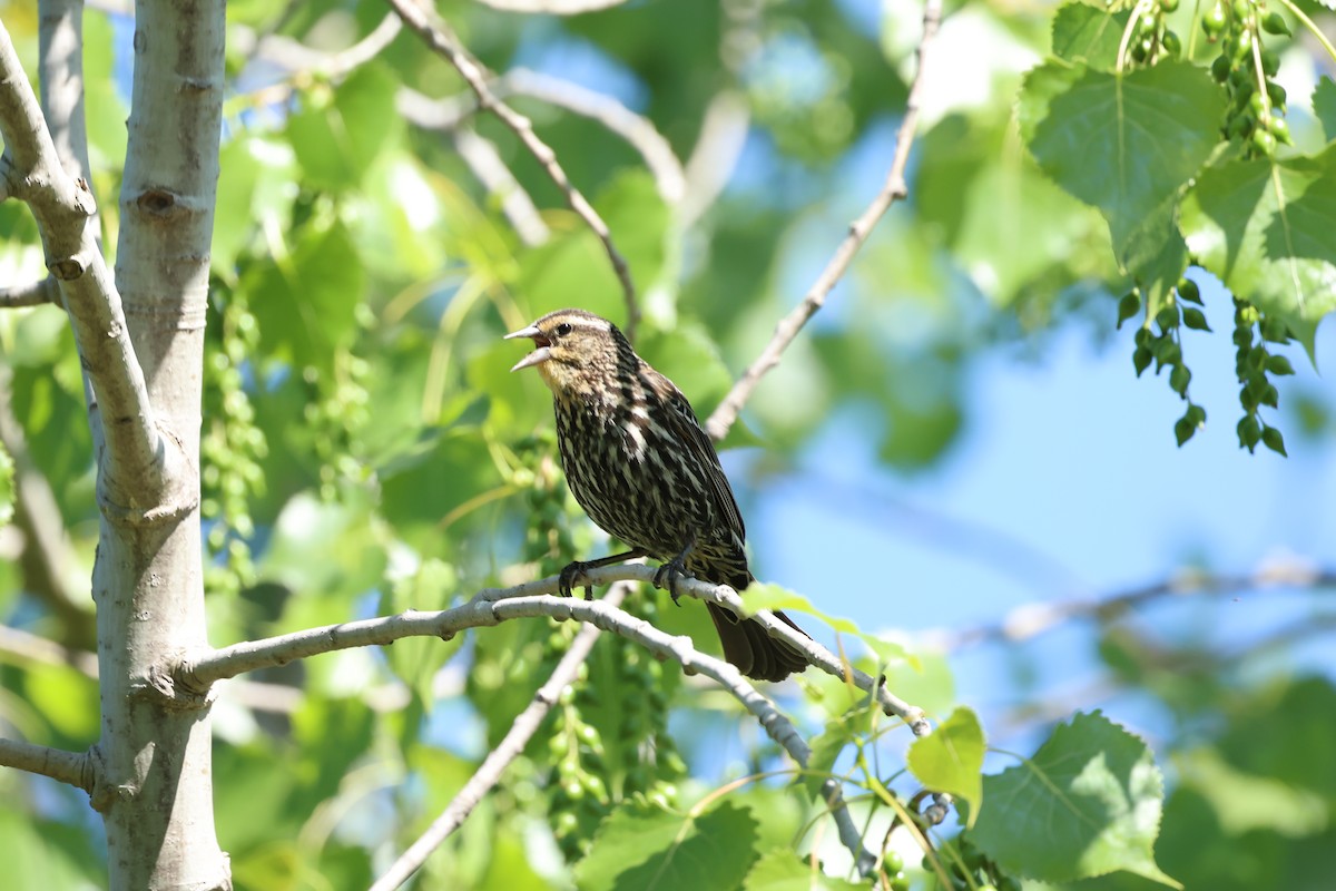 Red-winged Blackbird - ML619668420