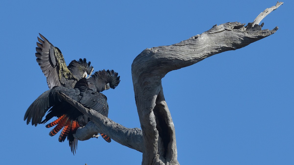 Red-tailed Black-Cockatoo - Elaine Rose