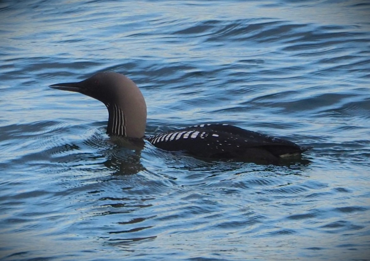 Pacific Loon - Dick Cartwright