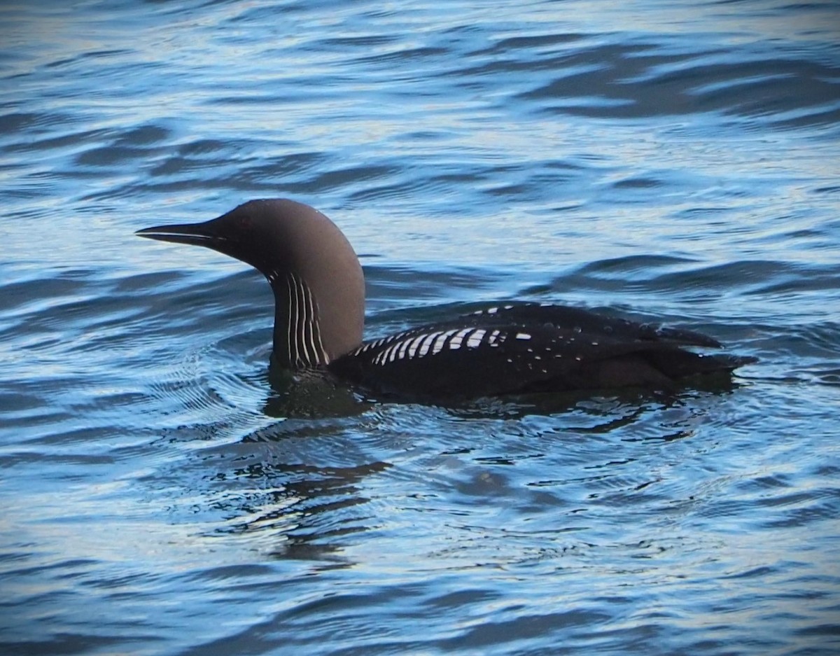 Pacific Loon - Dick Cartwright