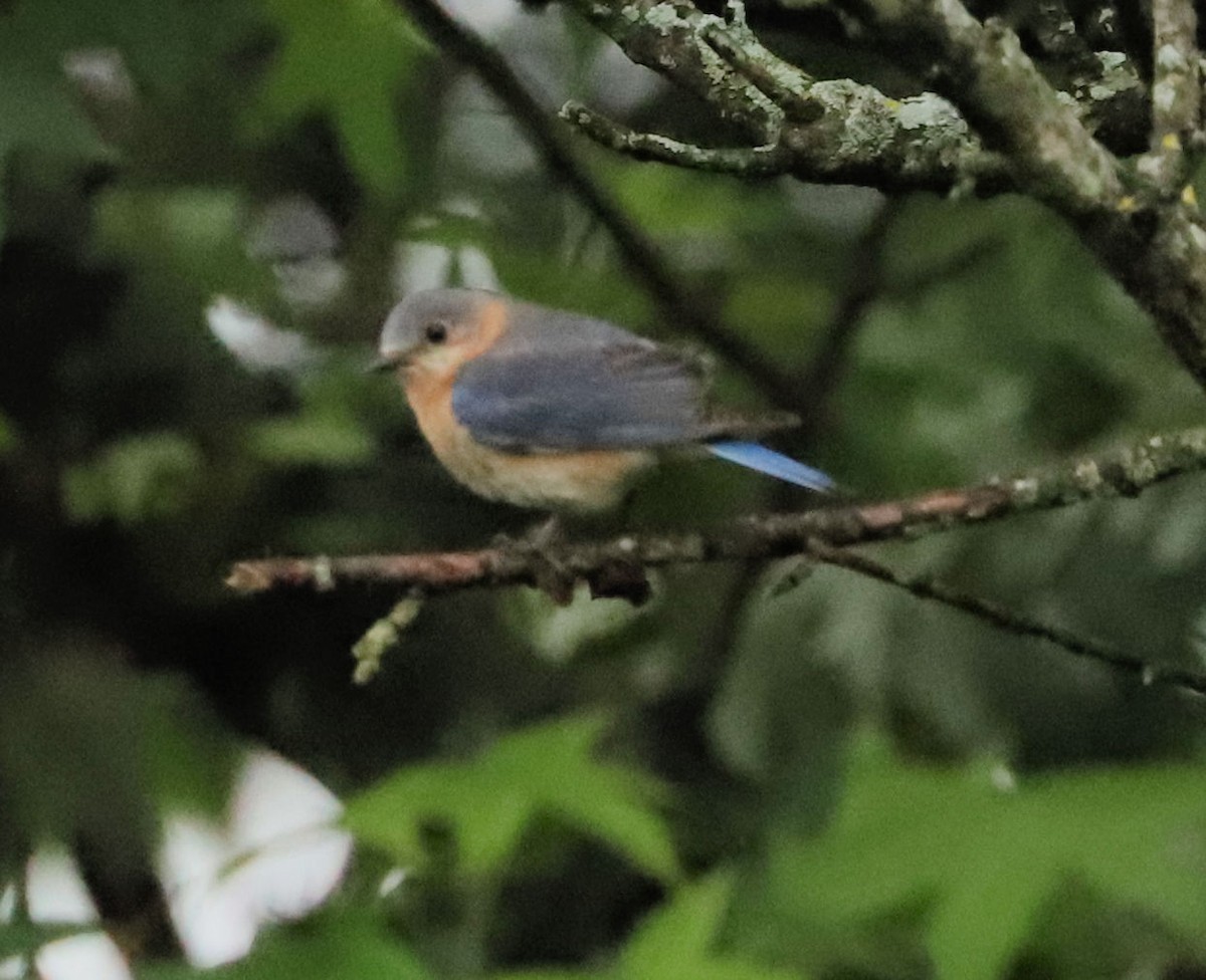 Eastern Bluebird - DICK GRUBB