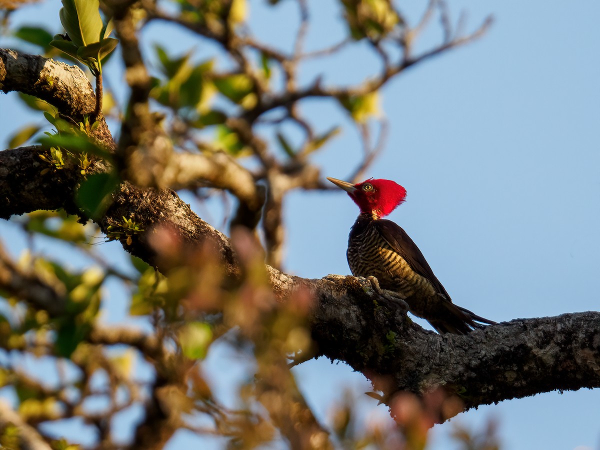 Pale-billed Woodpecker - Abe Villanueva