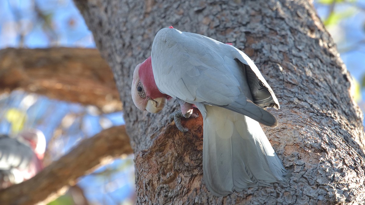 Galah - Elaine Rose