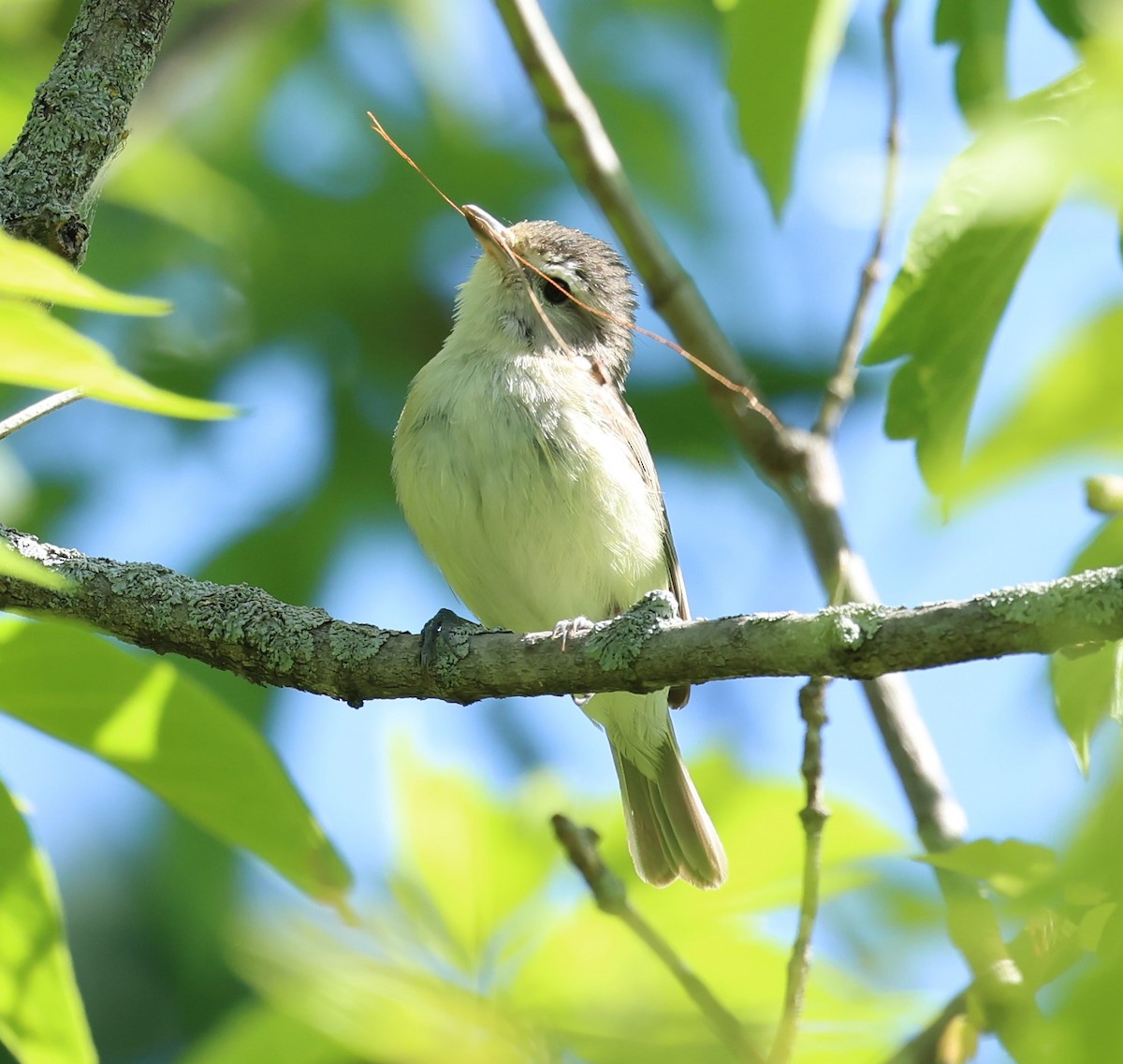 Warbling Vireo - Marie Provost