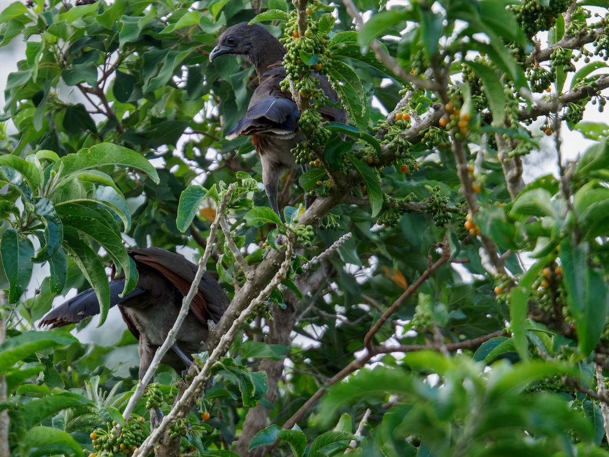 Gray-headed Chachalaca - Abe Villanueva